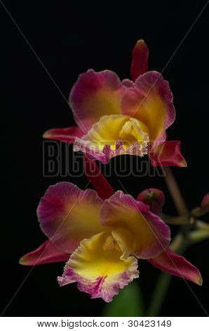 Orquídea