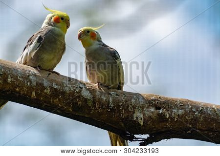 Cockateil, Quarrion Or Weero Parrots On Thee, Living In Australia Close Up