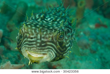 Poisson porc-épic rayé