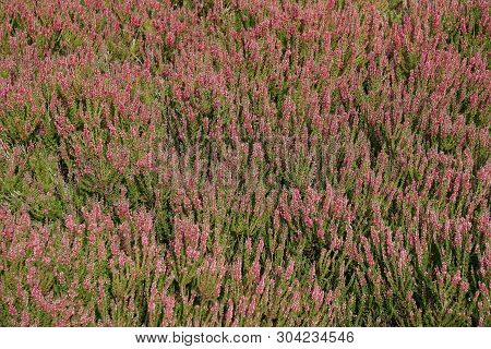 Field Of Heather Heathland Nature Background - Luneburg Heath In Germany