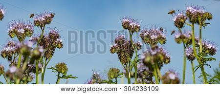 Lacy Phacelia, Blue Tansy, Purple Tansy - Phacelia Tanacetifolia - Honey Plant For Bees