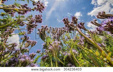 Lacy Phacelia, Blue Tansy, Purple Tansy - Phacelia Tanacetifolia - Honey Plant For Bees