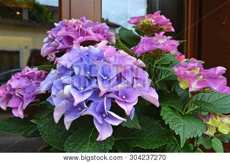 Flowers Of Purple Hubris Growing In A Pot On The Window, Close-up