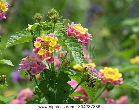 Multi-color Blooms Of This Plant Brighten The Garden That Is Water-wise And Thrives In All Aspects.
