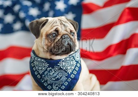 Beautiful Beige Puppy Pug On The Background Of The American Flag On Independence Day.