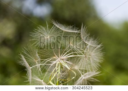 Macro Photo Nature Plant Fluffy Dandelion. Blooming White Dandelion Flower On The Background Of Plan