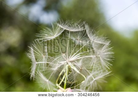 Macro Photo Nature Plant Fluffy Dandelion. Blooming White Dandelion Flower On The Background Of Plan