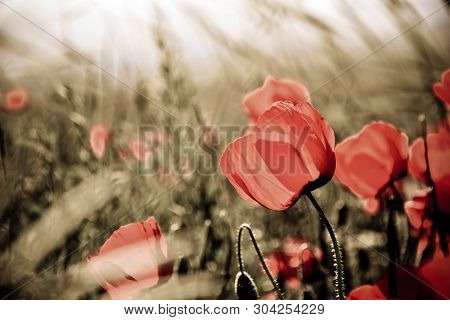 Poppies On Green Field In Rays Sun