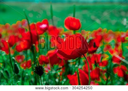 Poppies On Green Field In Rays Sun