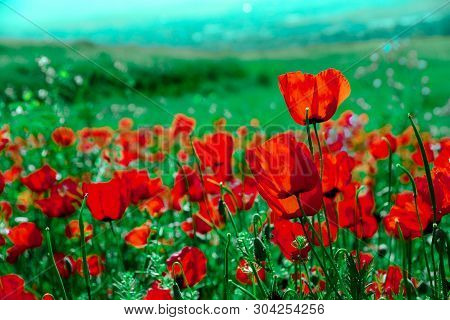 Poppies On Green Field In Rays Sun