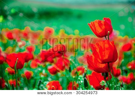 Poppies On Green Field In Rays Sun