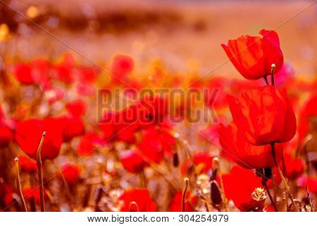 Poppies On Green Field In Rays Sun