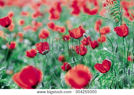 Poppies On Green Field In Rays Sun
