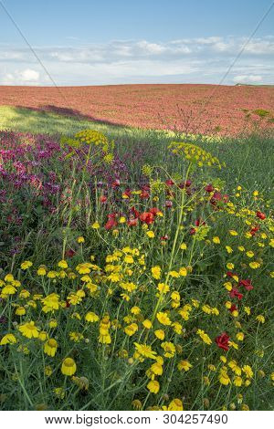Flora Of Sicily, Colorful Flossom Of Wild Flowers, Peas And French Honeysuckle, Pink Sulla Flowers O