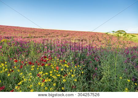 Flora Of Sicily, Colorful Flossom Of Wild Flowers, Peas And French Honeysuckle, Pink Sulla Flowers O
