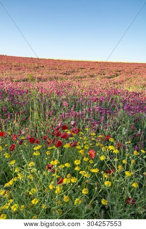 Flora Of Sicily, Colorful Flossom Of Wild Flowers, Peas And French Honeysuckle, Pink Sulla Flowers O