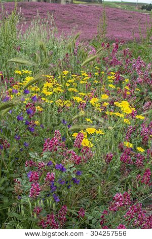 Flora Of Sicily, Colorful Flossom Of Wild Flowers, Peas And French Honeysuckle, Pink Sulla Flowers O