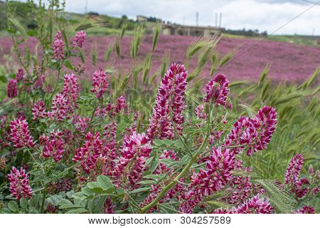Flora Of Sicily, Colorful Flossom Of Wild Flowers, Peas And French Honeysuckle, Pink Sulla Flowers O