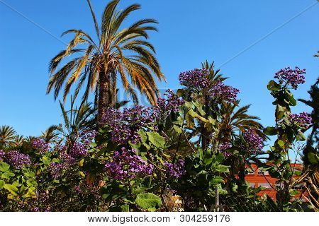 Heliotropium Arborescens Purple Flowers In The Garden In Spring Among Orchard