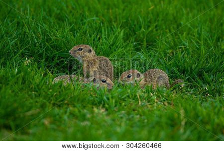Close Up Shot Of Baby Gophers Sitting On The Grass