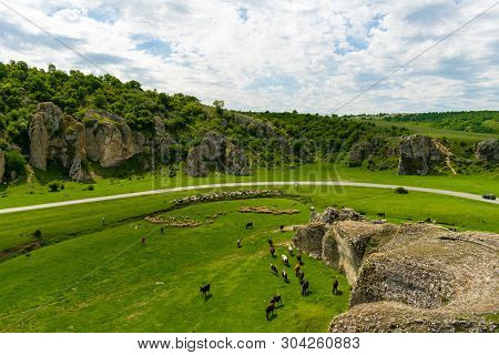Cow And Goats Grazing In Dobrogea Gorges Area, Romania