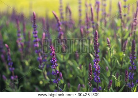 Selective Focus Close Up Beautiful Blue Salvia Flowers Blooming In The Field With Blur Background