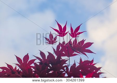 Red Maple Leaves With Blue Sky Blurred Background,