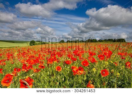 Sturminster Newton
Dorset
England
July 4, 2017
Summer scene of a field or red poppies under a dramatic sky