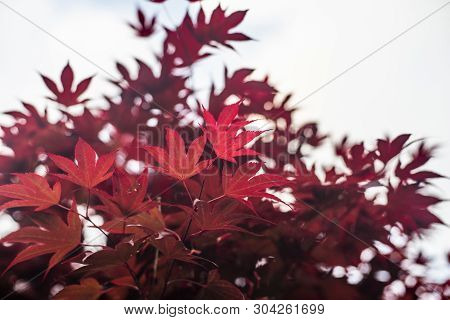 Red Maple Leaves With Blue Sky Blurred Background,