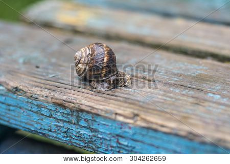 Grape Snail Sits On A Wooden Surface