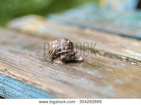 Grape Snail Sits On A Wooden Surface