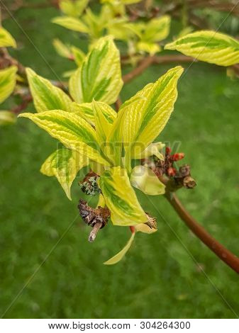 Wedding Cake Tree Leaves And Bud In Spring