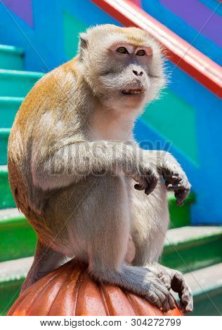 Portrait Of An Angry Monkey On The Background Of A Multicolored Staircase To Batu Caves In Kuala Lum