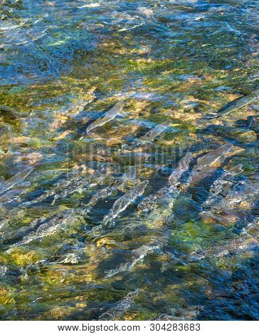 Spawning Chinook Salmon In Low Water Levels, Ketchikan Creek, Alaska, Usa.