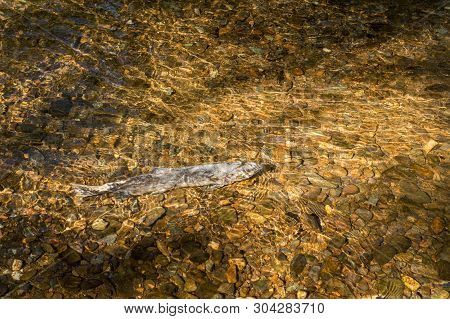Dying Chinook Salmon During Spawning Season, Ketchikan Creek, Ketchikan, Alaska.