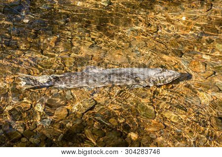 Dying Chinook Salmon During Spawning Season, Ketchikan Creek, Ketchikan, Alaska.