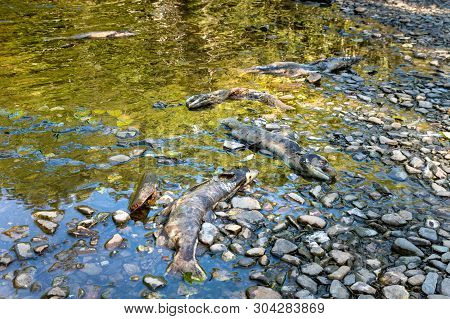 Dead Chinook Salmon During Spawning Season, Ketchikan Creek, Ketchikan, Alaska.