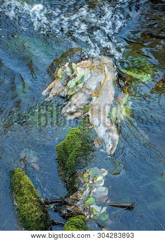 Dead Chinook Salmon During Spawning Season, Ketchikan Creek, Ketchikan, Alaska.