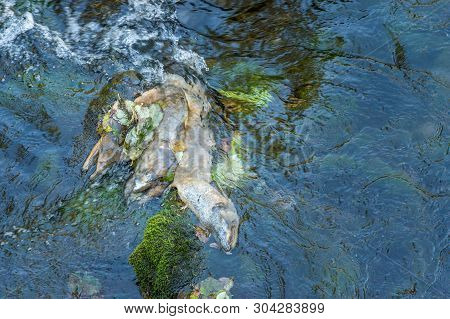 Dead Chinook Salmon During Spawning Season, Ketchikan Creek, Ketchikan, Alaska.