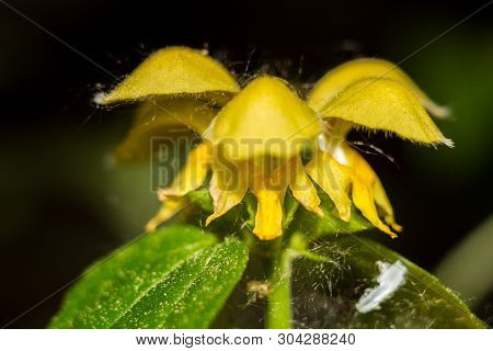 Yellow Flowers Of The Plant Lamium Galeobdolon (commonly Known As Yellow Archangel, Artillery Plant,
