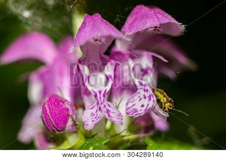 Purple Flowers Of The Plant Lamium Maculatum (also Known As Spotted Dead-nettle, Spotted Henbit And 