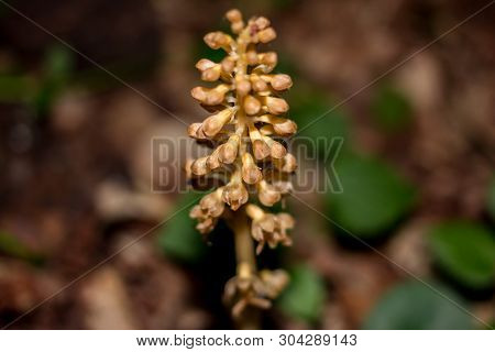 Plant Neottia Nidus-avis (birds-nest Orchid) In The Forest In May