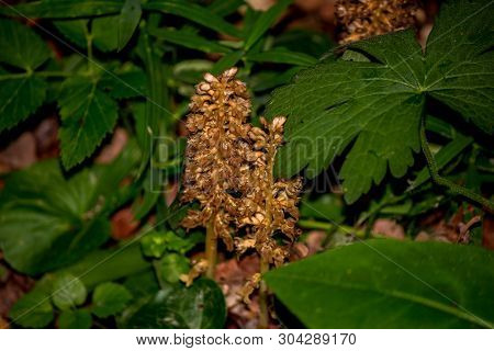 Plant Neottia Nidus-avis (birds-nest Orchid) In The Forest In May