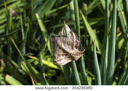 Dry Leaf Pierced By Newly-born Yucca Leaf Closeup As Floral Background