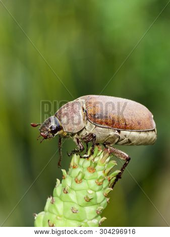 Image Of Cockchafer (melolontha Melolontha) On A Branch On A Natural Background. Insect. Animals.