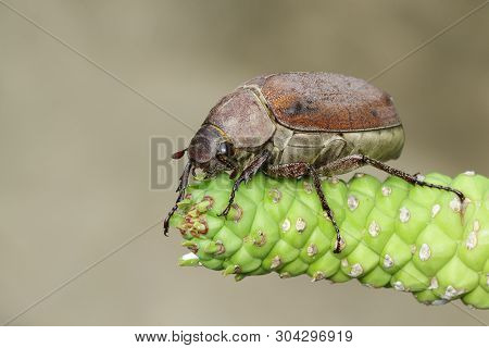 Image Of Cockchafer (melolontha Melolontha) On A Branch On A Natural Background. Insect. Animals.