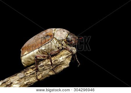 Image Of Cockchafer (melolontha Melolontha) On A Branch On Black Background. Insect. Animals.