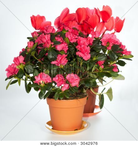 Gruppo di piante di casa (Azalea, ciclamino)