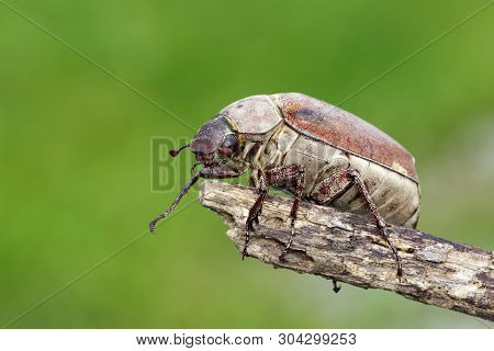 Image Of Cockchafer (melolontha Melolontha) On A Branch On A Natural Background. Insect. Animals.