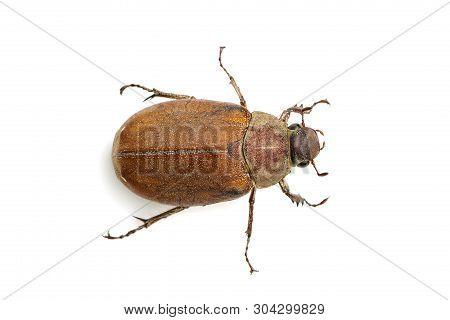 Image Of Cockchafer (melolontha Melolontha) Isolated On White Background. Insect. Animals.